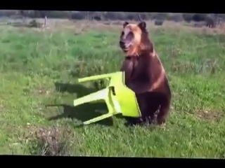 dima the bear