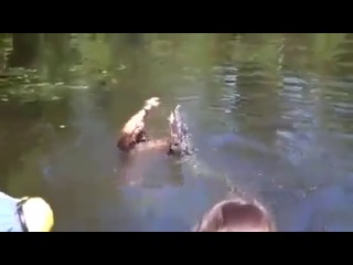 bathing a crocodile and a man