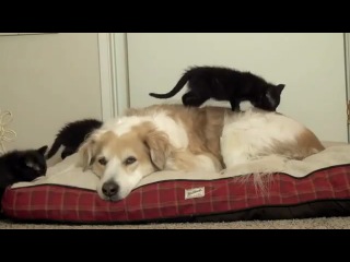 very calm dog and annoying kittens